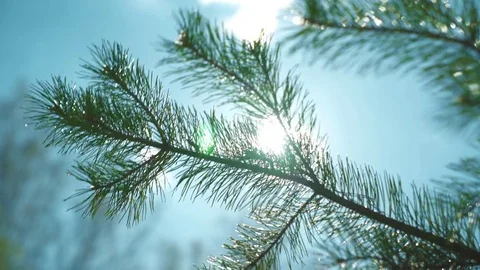 The sun shines through the branches Stock Footage 75467773