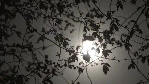 Sun shines through branches Video stock 84267015
