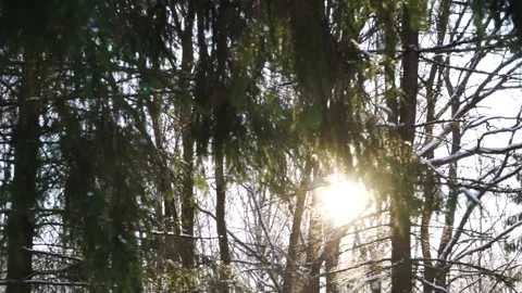 The sun shines through the branches Stock Footage 159881864