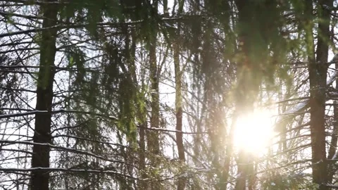 The sun shines through the branches Stock Footage 159882048