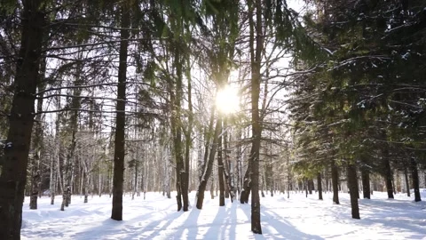 The sun shines through the branches Stock Footage 159882106
