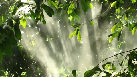 Sun shines through the branches Stock-Footage 306040430