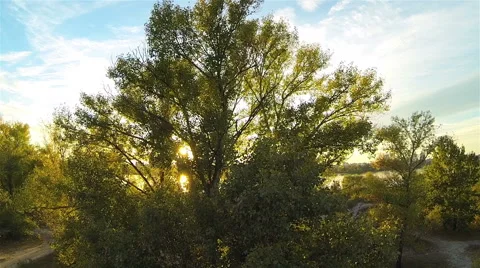 The sun shines through the branches of a green tree. The camera rises upward Stock Footage 55618442
