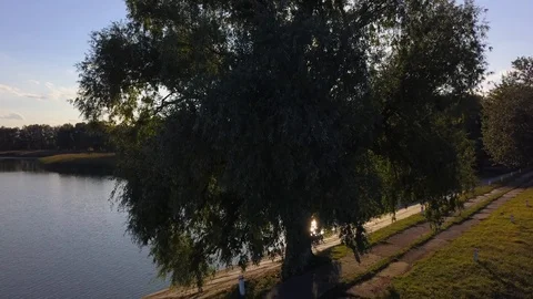 The sun shines through the branches of a green tree Video stock 95605721