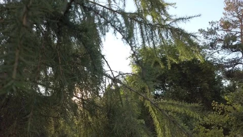 The sun shines through the branches of the larch Stock Footage 138332149