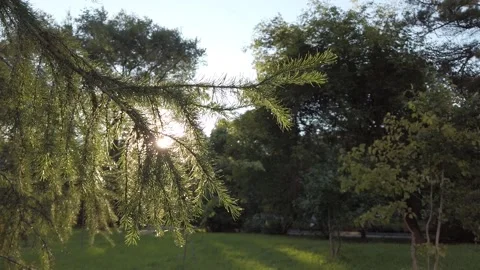 The sun shines through the branches of the larch Stock Footage 138332167