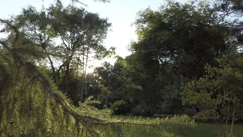 The sun shines through the branches of the larch Stock Footage 138332261