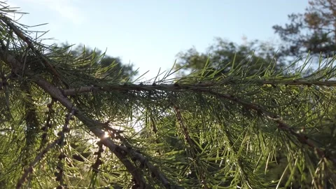 The sun shines through the branches of the larch Video stock 138332334