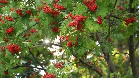 The sun shines through the branches of mountain ash in August Stock Footage 71915503
