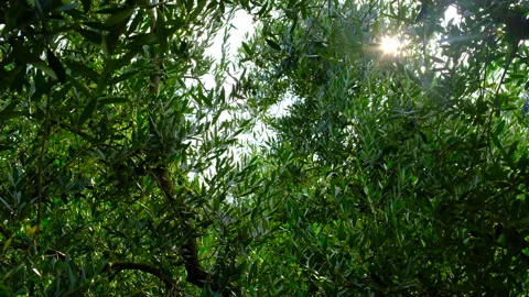 The sun shines through the branches of an olive tree Stock Footage 250011022