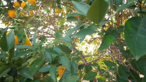 Sun Shines Through The Branches of an Orange Tree Stock Footage 121480993