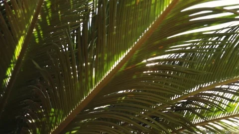 Sun shines through the branches of the palm tree. Awesome Topical Date Palm Tree Video stock 145976121