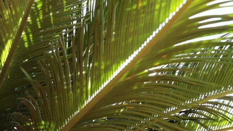 Sun shines through the branches of the palm tree. Awesome Topical Date Palm Tree Stock Footage 145976179