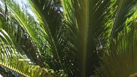 Sun shines through the branches of the palm tree. Awesome Topical Date Palm Tree Video stock 145976252