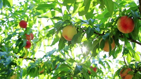 The sun shines through the branches of peach tree. Stock Footage 52990797