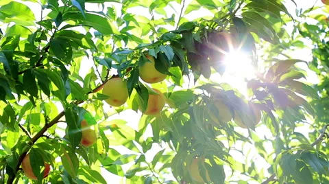 Sun shines through the branches of peach tree. Stock Footage