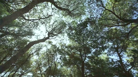 Sun shines through the branches of the pines Stock Footage 86475922