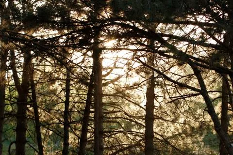 Sun shines through the branches of the pines. Summer day in wood Stock Photos
