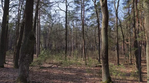 The sun shines through the branches of tall trees, casting dappled light onto Stock Footage 279992685