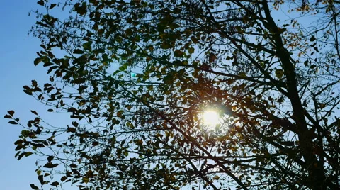 Sun shines through the branches of tree Stock-Footage 56615011