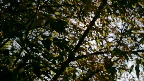 Sun shines through the branches of tree close-up Video stock 71824645