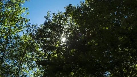 The sun shines through the branches of the tree Stock Footage 150521319