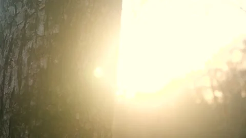 The sun shines through the branches of a tree Stock Footage 236852424