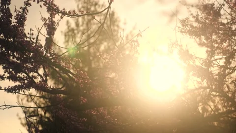 The sun shines through the branches of a tree Stock Footage 236853003
