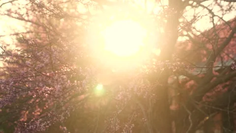 The sun shines through the branches of a tree Stock Footage 236853021