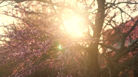 The sun shines through the branches of a tree Stock Footage 236853023