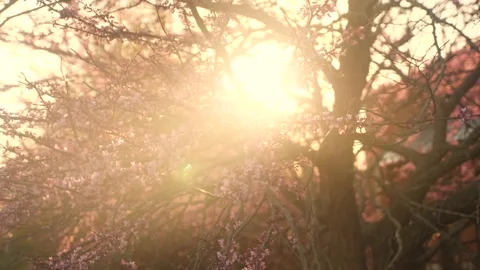 The sun shines through the branches of a tree Stock Footage 236853027