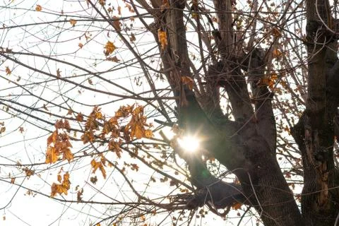 The sun shines through the branches of a tree in winter Stock Photos