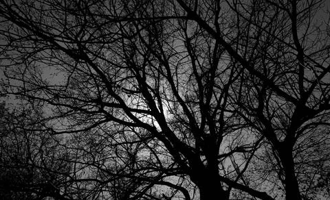 The sun shines through the branches of a tree black and white shot Stock Photos