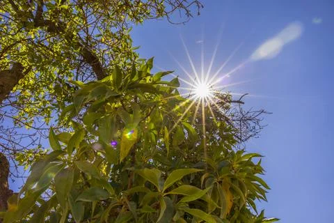 Sun shines through the branches of a tree in the park on a sunny day. Stock Photos