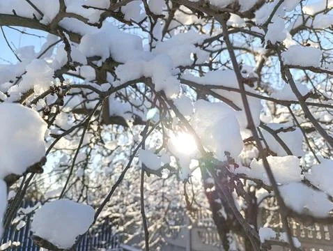 The sun shines through the branches of a tree covered in snow Stock Photos