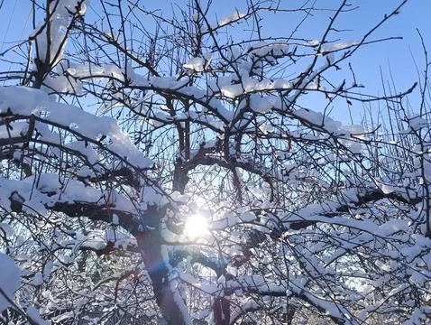 The sun shines through the branches of a tree covered in snow Stock Photos