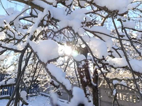 The sun shines through the branches of a tree covered in snow Stock Photos