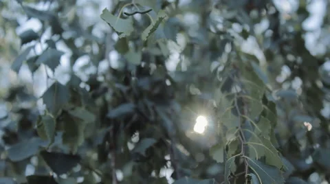 The Sun Shines Through the Branches of Trees Stock Footage 60647721