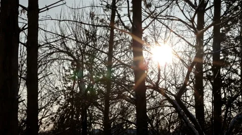 The sun shines through the branches of trees Stock Footage 65286512