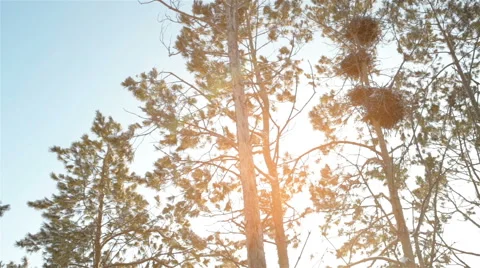 The sun shines through the branches of trees Stock Footage 65286527