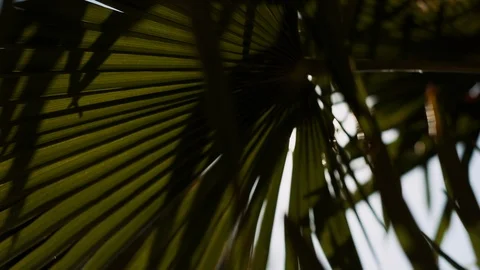 Sun Shines Through The Branches Of The Trees In The Garden. Stock Footage 111146001