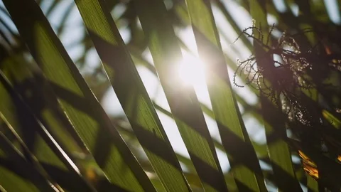 Sun Shines Through The Branches Of The Trees In The Garden. Vídeos de archivo 111146016