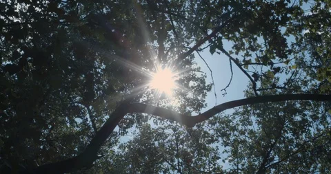 The sun shines through the branches of trees. Bright daylight. Natural lighting. Stock-Footage 126849585