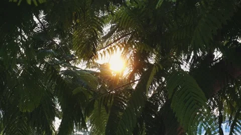 The sun shines through the branches of trees Stock Footage 132157465