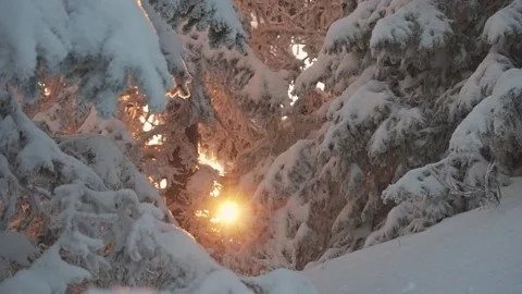 The sun shines through the branches of trees during sunset in the winter Video stock 170456247