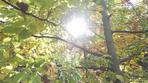 Sun shines through branches of trees in a forest - closeup on the branches 動画素材 246388579