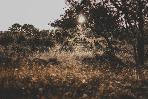 The sun shines through the branches of trees at sunset on the meadow with a l Stock Photos