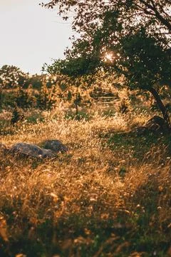 The sun shines through the branches of trees at sunset on the meadow with a l Stock Photos
