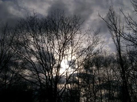 The sun shines through the branches of the trees. Stock Photos
