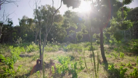 Sun shines through brunches of Native Plant, Victoria, Australia, You Yangs Stock Footage 227280509